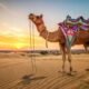 Decorated camel resting on golden sand dunes during sunset in Jaisalmer, Rajasthan, India.